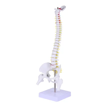 Модел Анатомия на гръбначния стълб Човешки гръбначни анатомични модели Обучение Лумбални прешлени Практика Тяло Хиропрактика Демонстрация