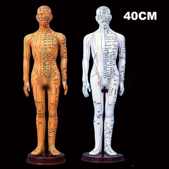 40CM Акупунктура за възрастни човешки тела Модел Китайска медицина Мъж / Жена Меридиани Модели Преподаване на медицинско образование Инструмент Домашен декор