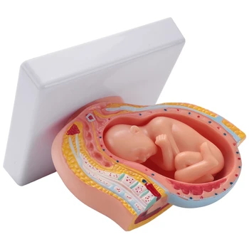 Човешка бременност Развитие на плода 9-ти месец Ембрионален тазов модел Фетус Бременност Анатомия на плацентата Модел