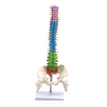 45Cm с тазова човешка анатомична анатомия гръбначен стълб модел гръбначен стълб модел учебни ресурси за студенти