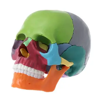15pcs / комплект 4D разглобен цвят череп анатомичен модел подвижен медицински teachi