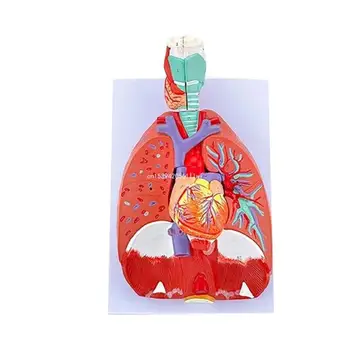 Модел за анатомия на белите дробове за помощ за образователно обучение, анатомичен модел на сърцето на белодробното гърло показва подробности за дропшипа на белодробната трахея