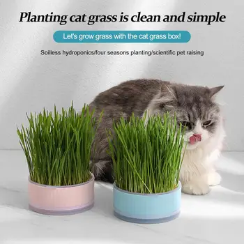 1set Pet Cat Sprout Dish Growing Pot Хидропонно растение Котка Трева Кълняемост Храносмилане Стартери Ястие Оранжерия Grow Box