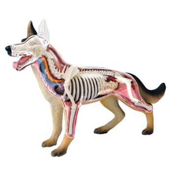Анатомия на животински органи Модел 4D Кучешка интелигентност Сглобяване на играчки Преподаване на анатомия Модел DIY Научно-популярни уреди