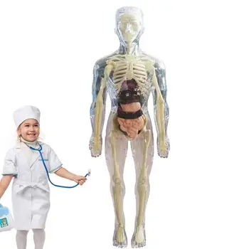 Видим модел на човешкото тяло 3D модел на човешкото тяло за деца Меко човешко тяло Реалистична анатомия Кукла Сменяем орган Кост Възраст 4