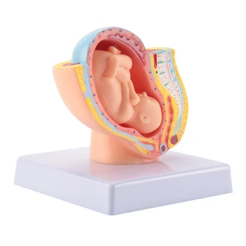 Човешка бременност Развитие на плода 9-ти месец Ембрионален тазов модел Фетус Фетус Бременност Анатомия на плацентата Модел